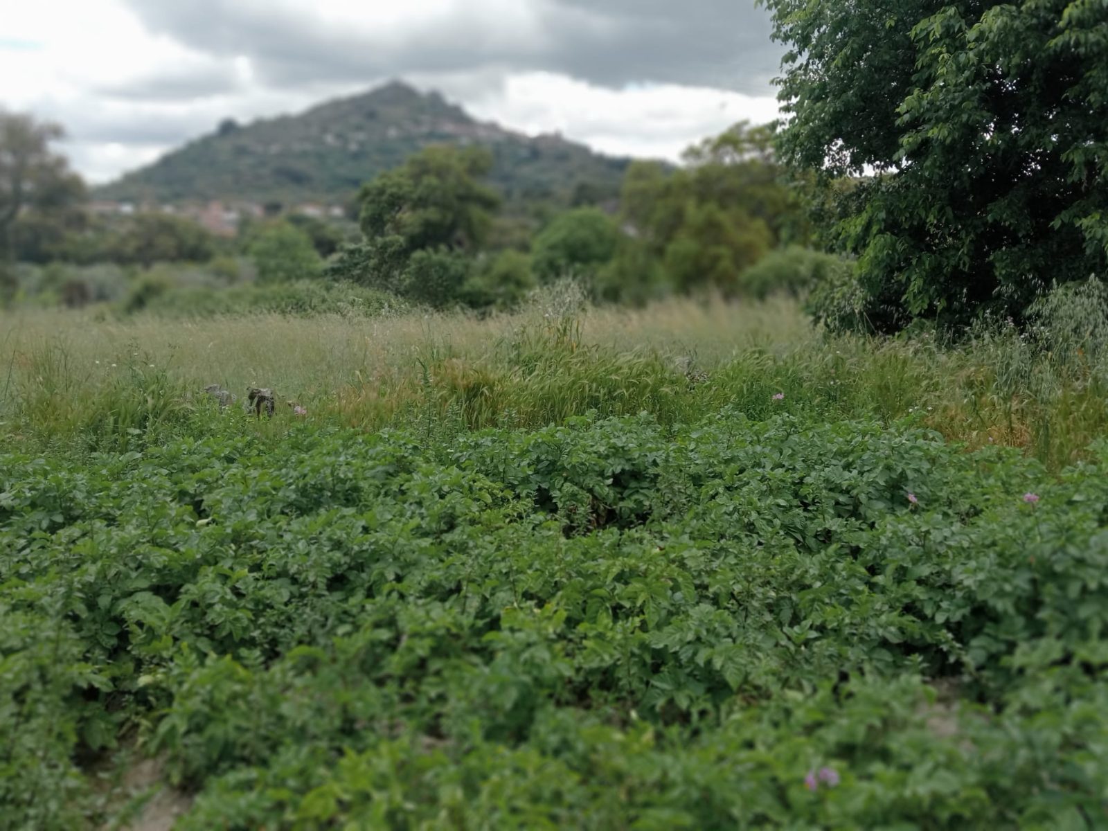 Estrada do Cidral  Monsanto photo 8